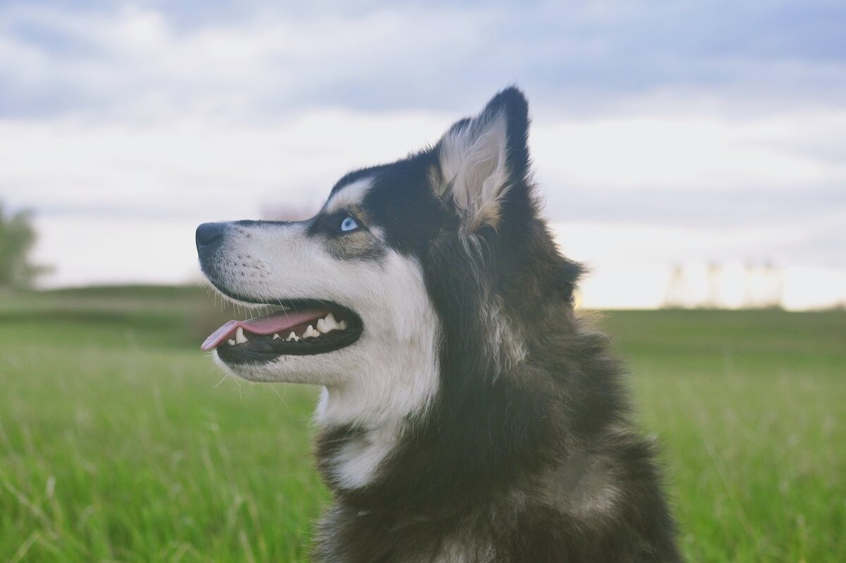     7 пород собак с голубыми глазами