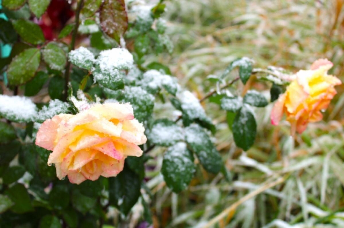    Первый снег в Москве может выпасть уже в середине октября