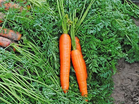 Выбирайте самые сладкие сорта моркови для посадки
