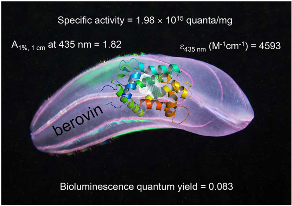 Структура белка беровина, показанная схематично на фоне организма гребневика