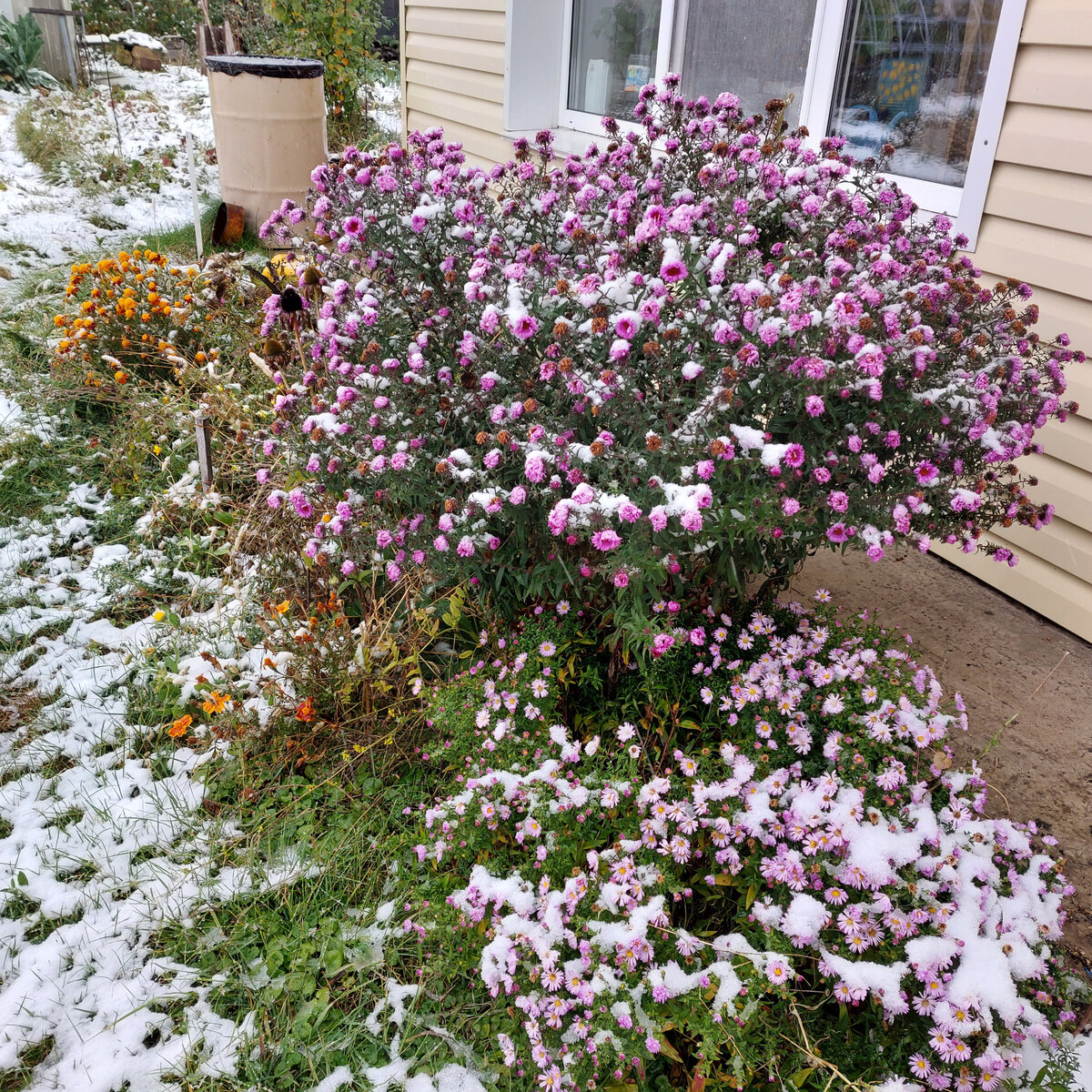 Это обычная бельгийсая астра. Она, кстати , за лето приобретает абсолютно деревянный жесткий стебель. Ну, и у ног ее -бордюрная хризантемка незатейливая, но необыкновенно выносливая. Вот такие мне и нужны.