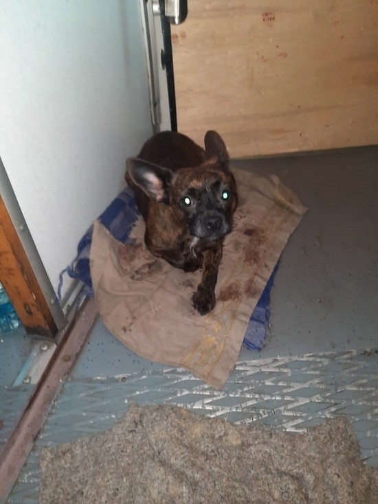     Фото vk.com/staffbullhelp_nsk