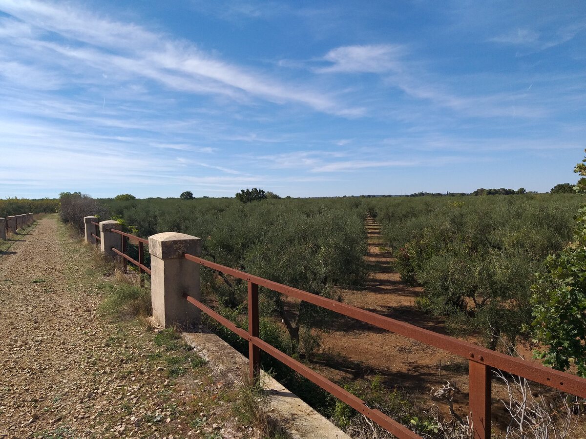 Оливковые деревья