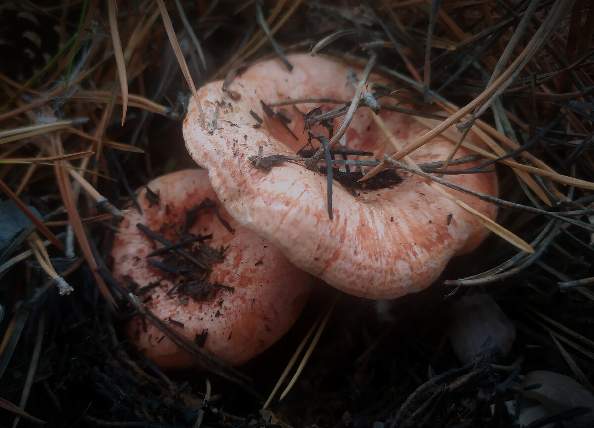 Сезон тихой охоты на рыжики открыт! Фото автора. 
