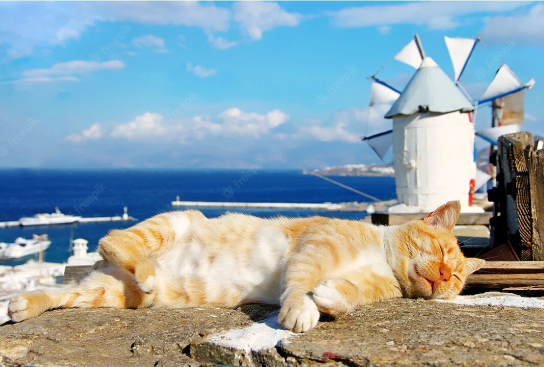 Кот на море