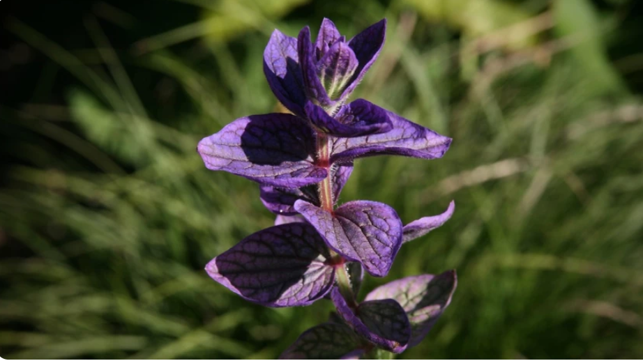 Растение мудрого. Сальвия виридис. Сальвия хорминум. Salvia Horminum цветок. Сальвия инопланетянка.