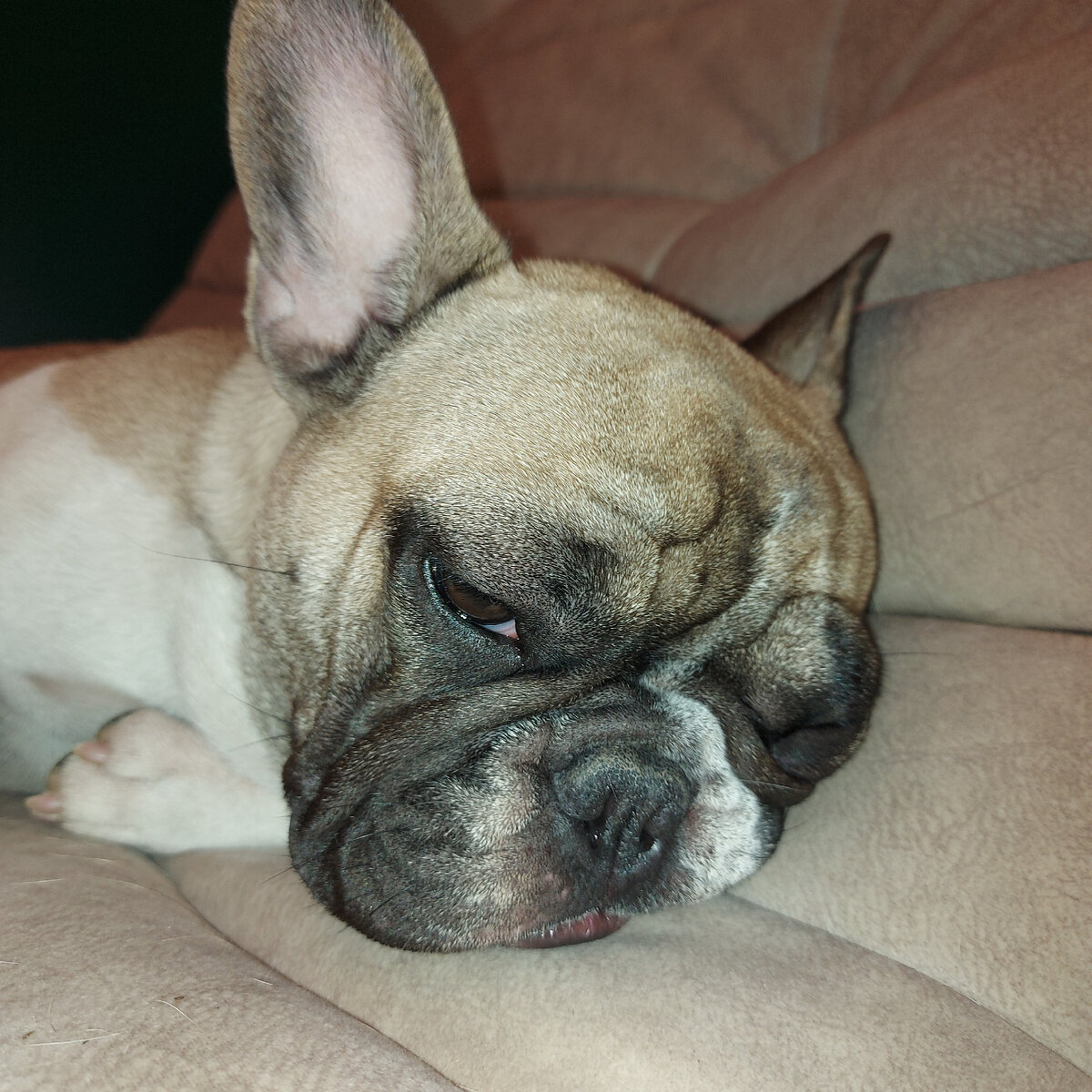 Вот этой самой собаки