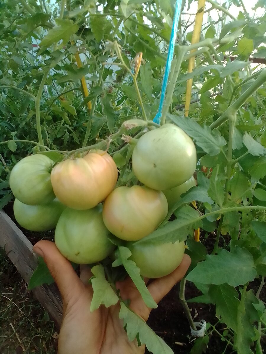 фото автора: томаты на песчаной земле, обогащённой перегноем. 