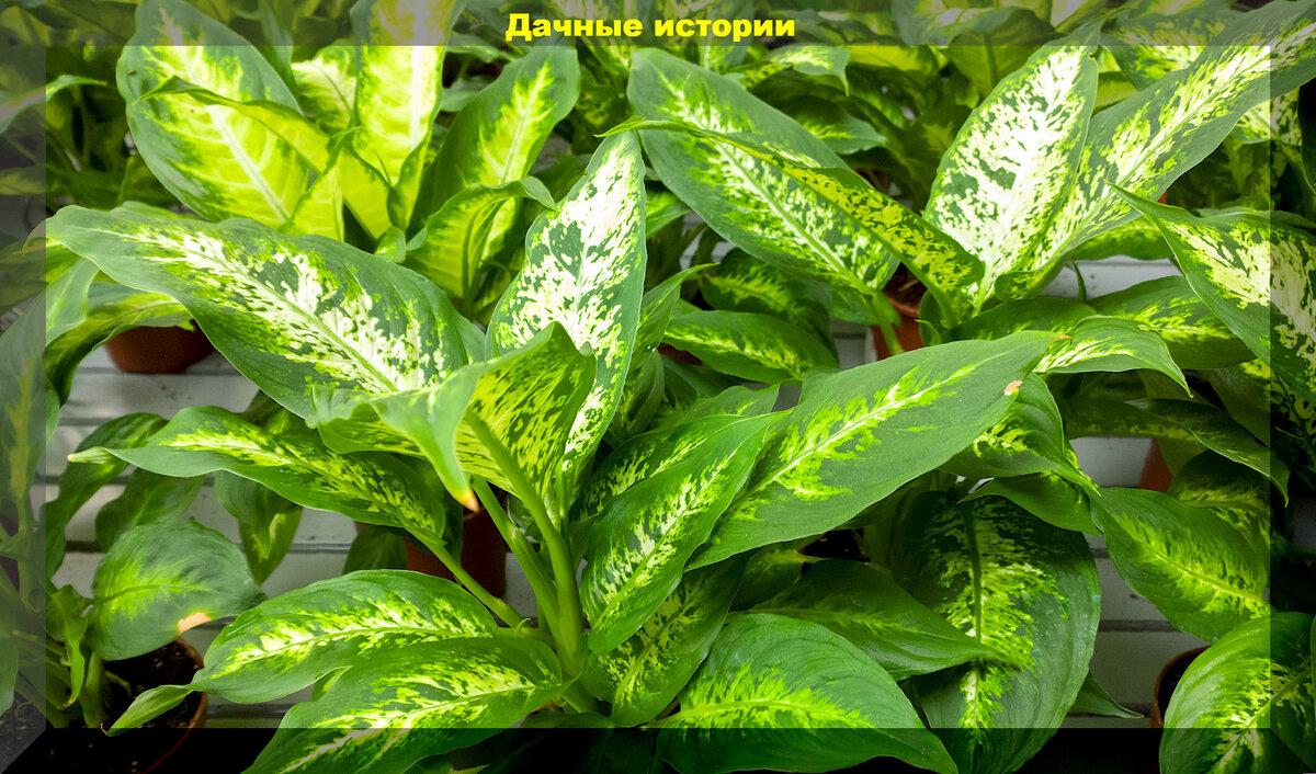 https://vk.com/photo-159774511_457258460. Диффенбахия
