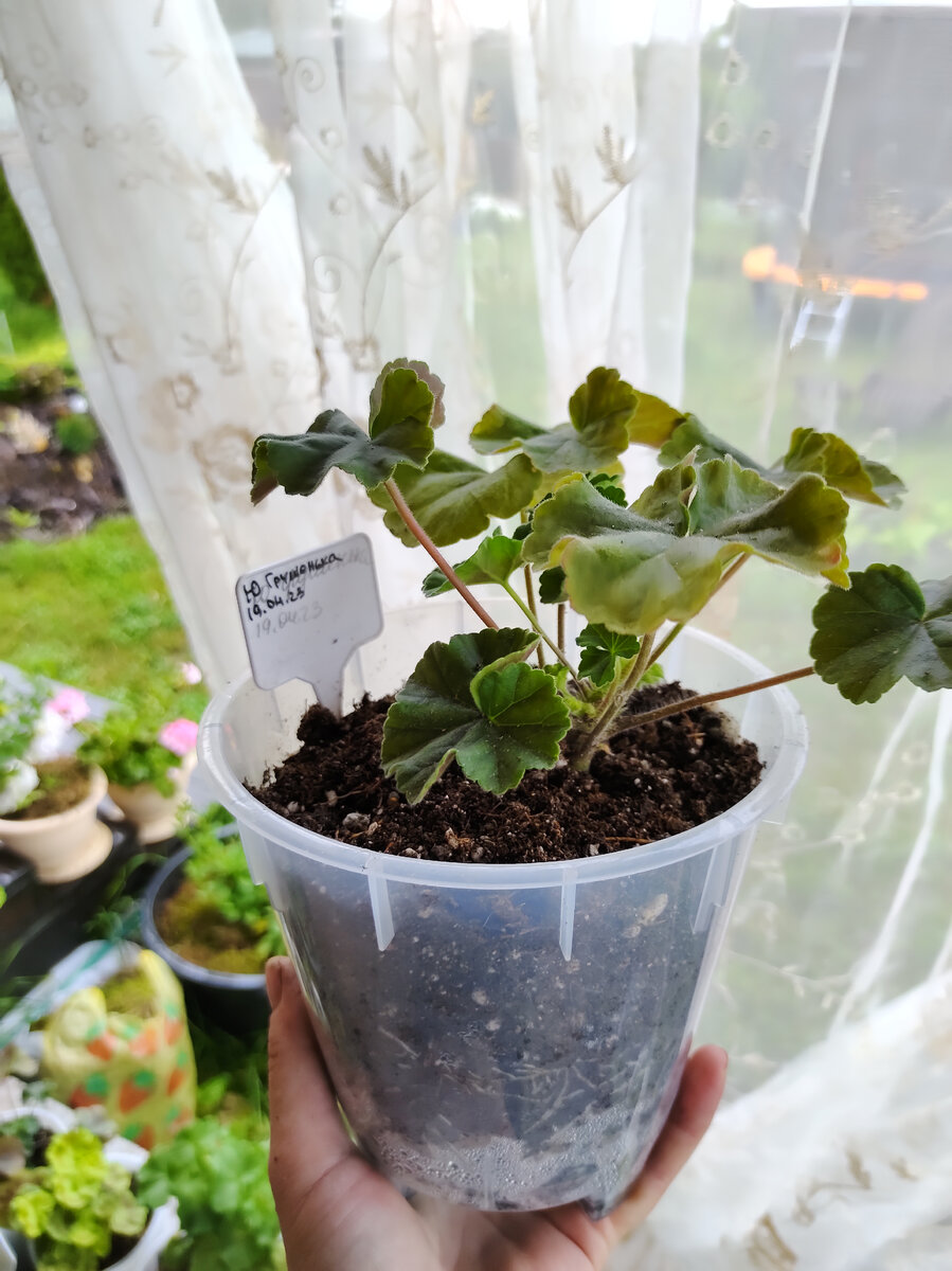 Ю Грушенька 19.06.2023