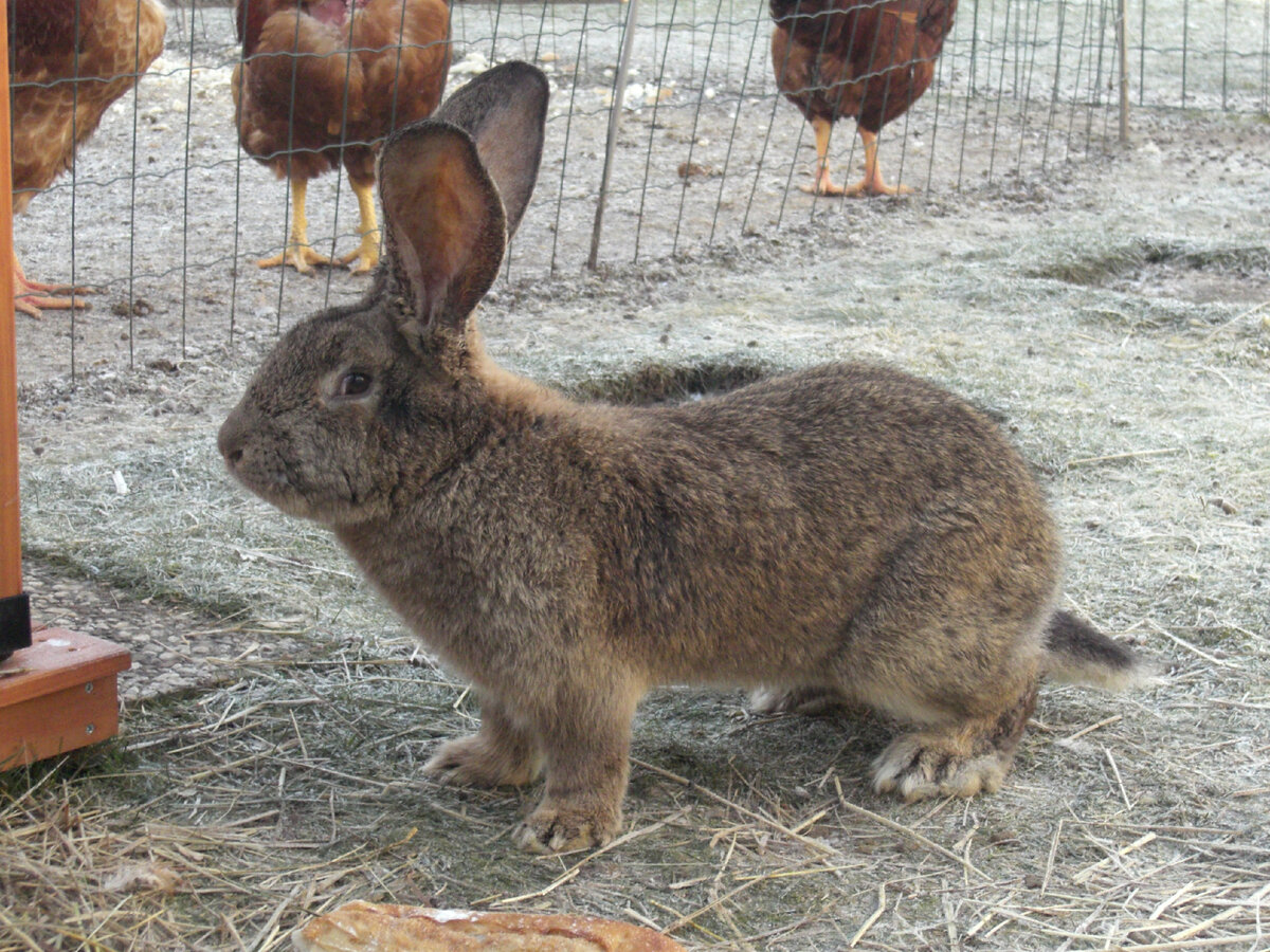 Кролики породы Фландр: особенности содержания и ухода
