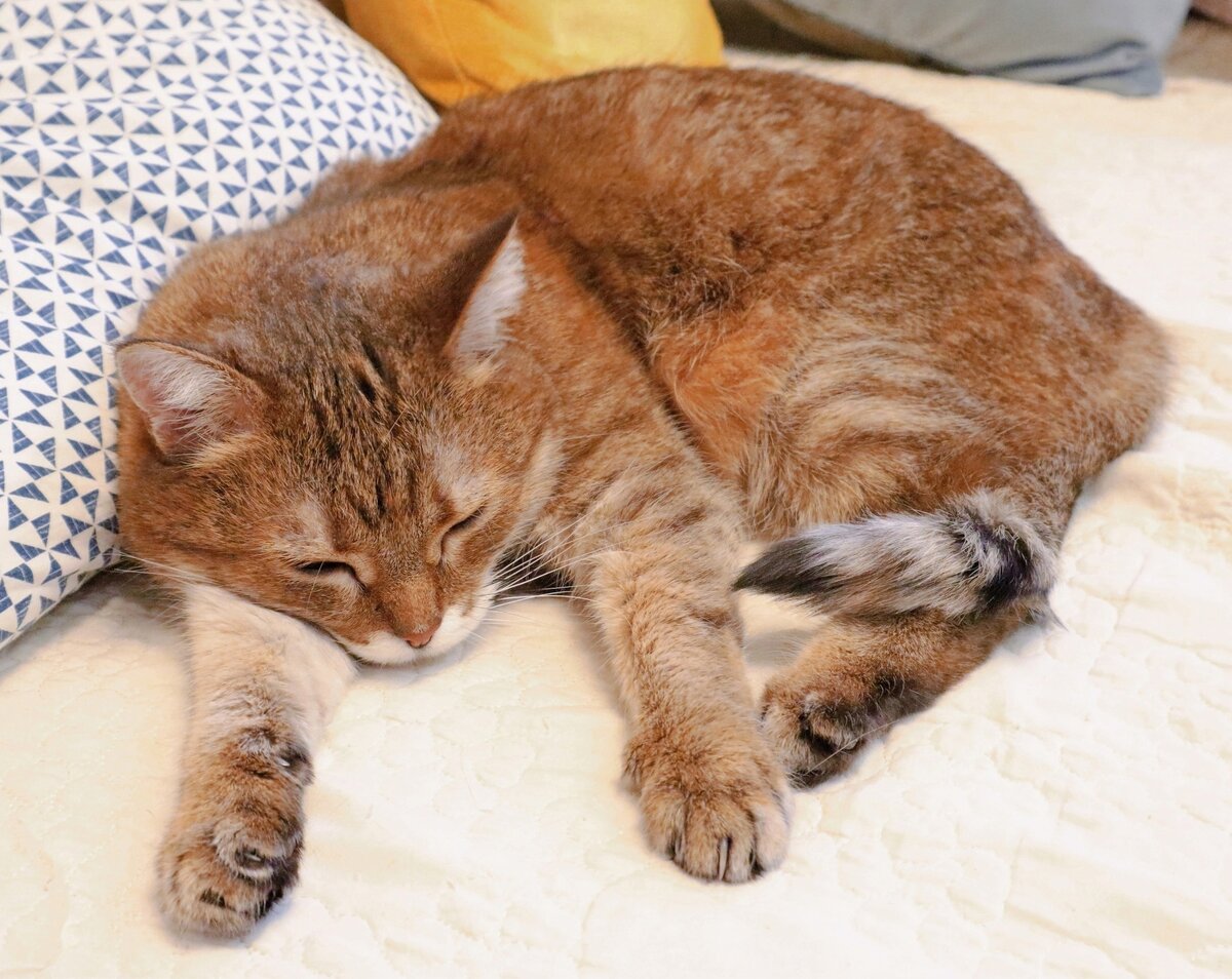 Дуся, она же Дульсинея😻Обладает самыми умными глазами и отзывчивым сердцем  в мире❤️ Жирна, очаровательна, прекрасна❗️ Забирайте🙏 | Кошкам - дом!| О  животных приюта ТиНАО и не только | Дзен