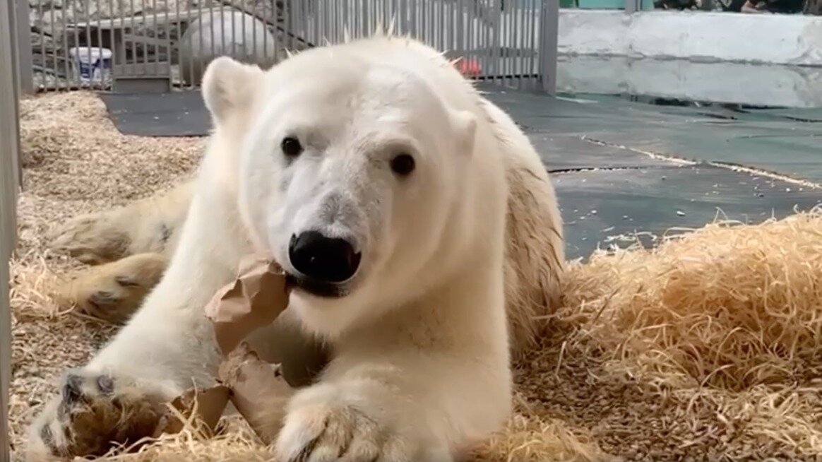     Гендиректор московского зоопарка Светлана Акулова опубликовала в своём телеграм-канале видео с белым медведем Диксоном. На кадрах показали, как он ест рыбку и заодно откусывает упаковку.