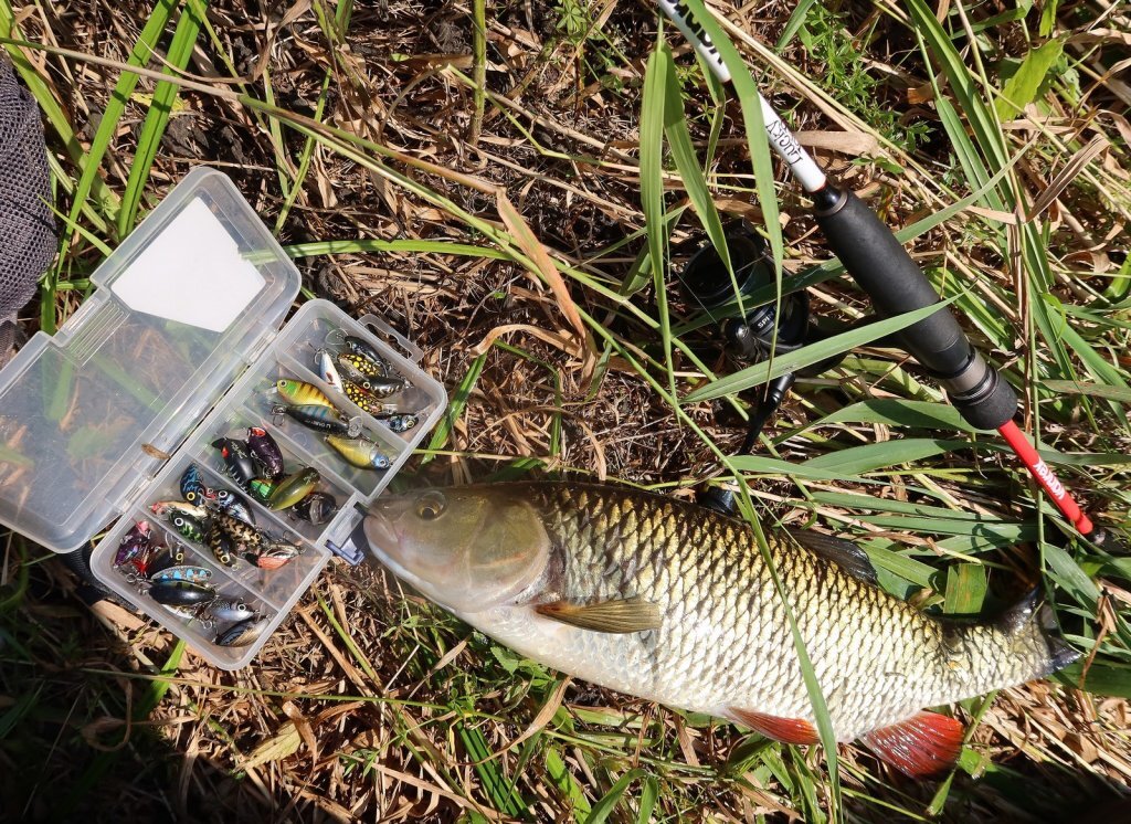 Блесны вертушки на голавля. Приманка на голавля осенью. Приманка на голавля осенью. Голавль мелкий. Голавль на блесну.