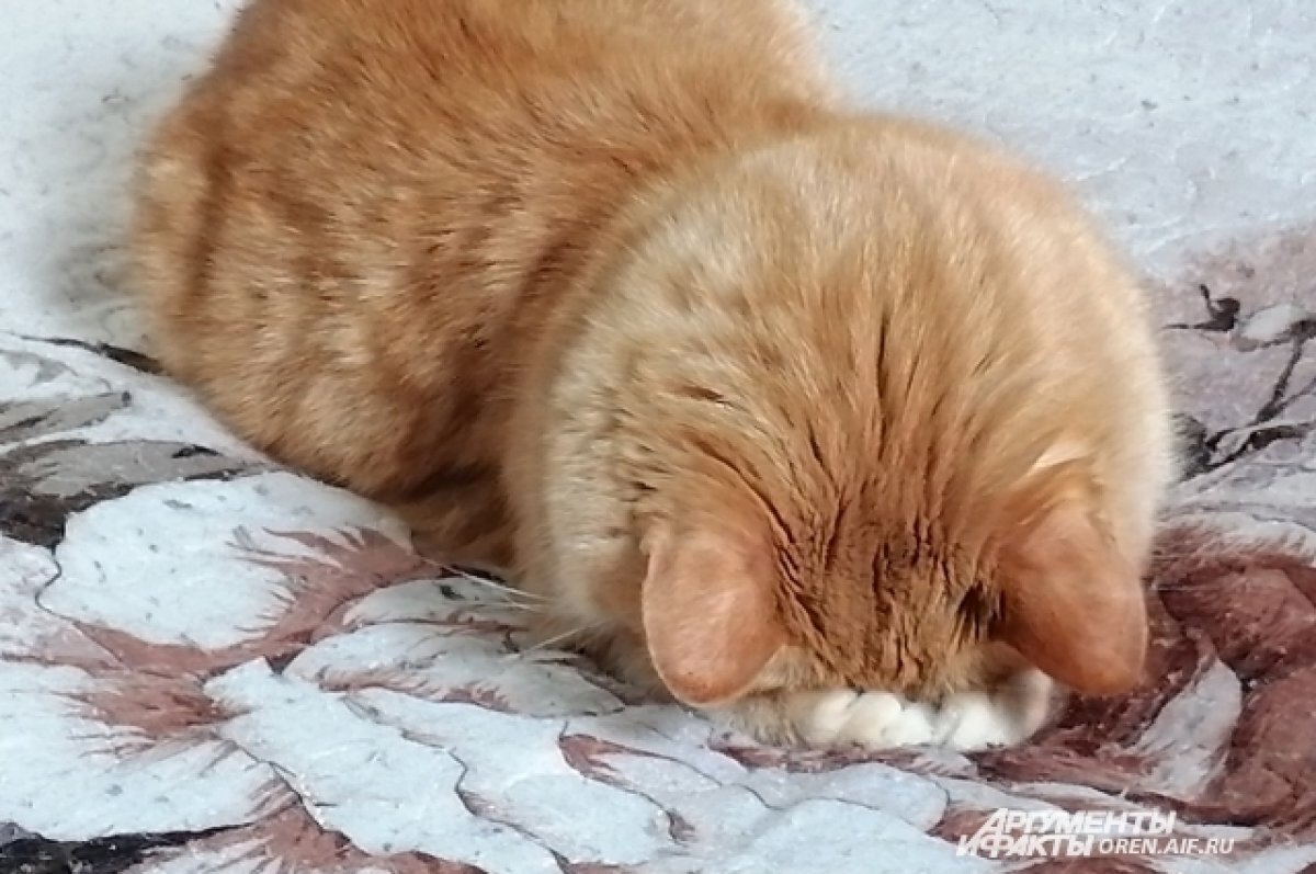    Приют для бездомных животных в Оренбурге может остаться без тепла и света