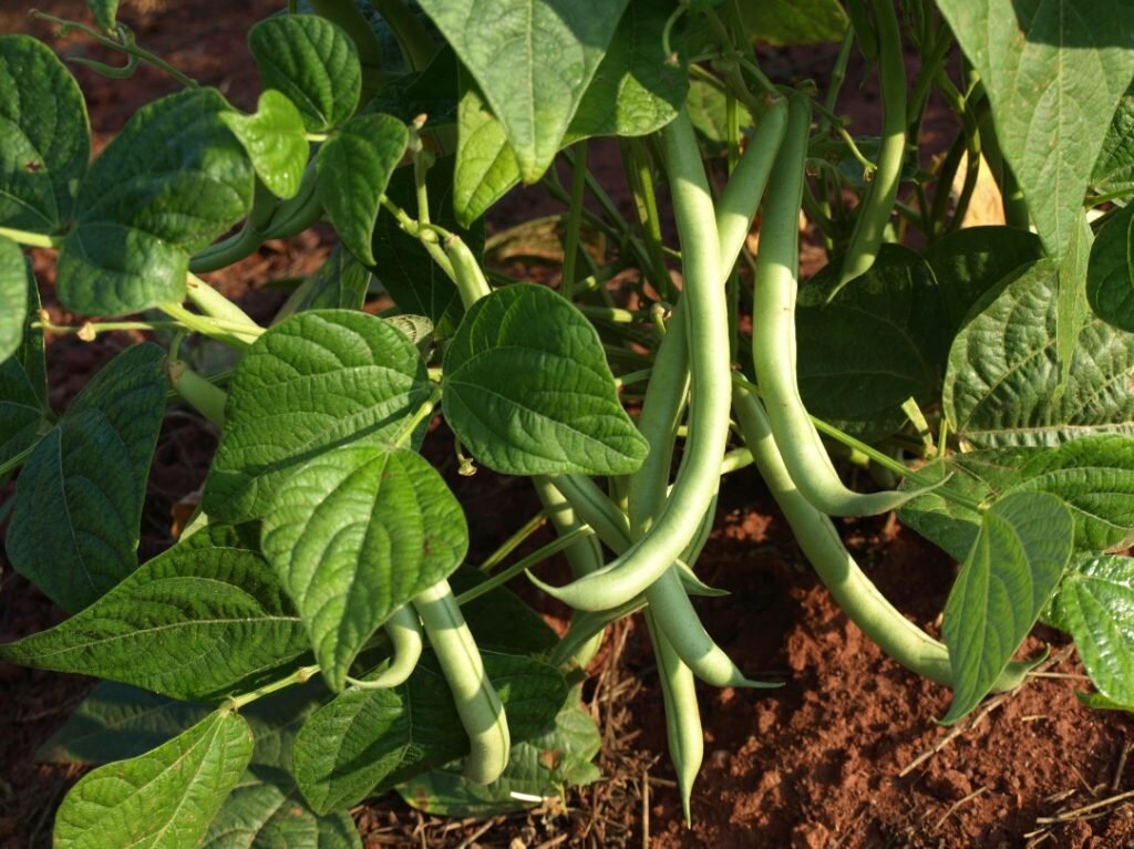 Когда убирать фасоль. Bush Beans. Дерево со стручками как у фасоли. Bush Snap Beans. Bush Bean growing.