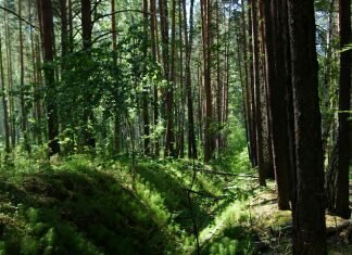 Припышминские боры национальный парк