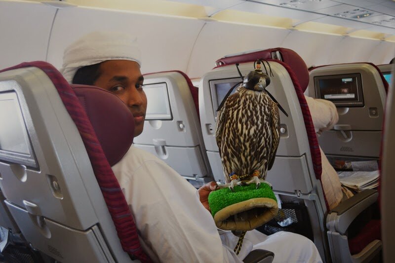 Сокол на борту авиакомпании Qatar Airways.
