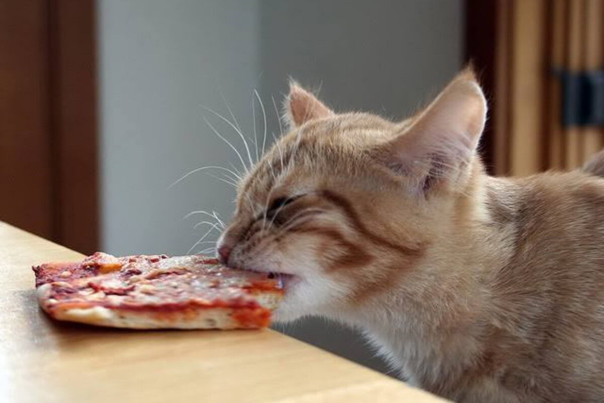 Кот ест пиццу