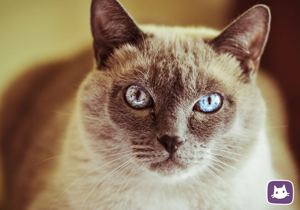 Цвет глаз у кошек. Кошачий глаз расцветки. Какого цвета глаза у кошек. Цвет глаз у кошек. Желтый цвет глаз у кошек.