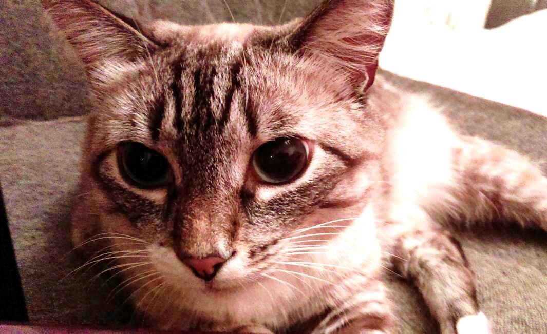 Четкий решала