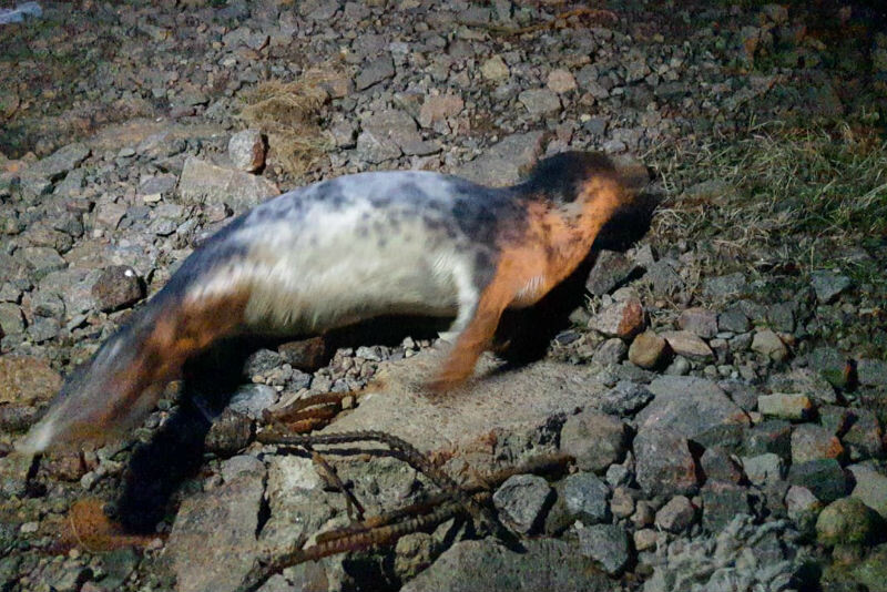 Источник: vk.com/sealrescue