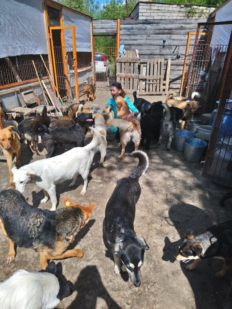 Лена и наши собачки 