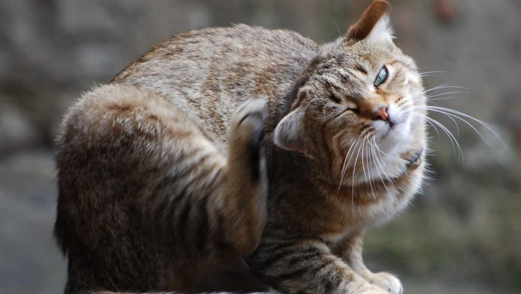 Почему ваш кот постоянно чешется и лижется: 7 причин | Мур Кошка | Дзен