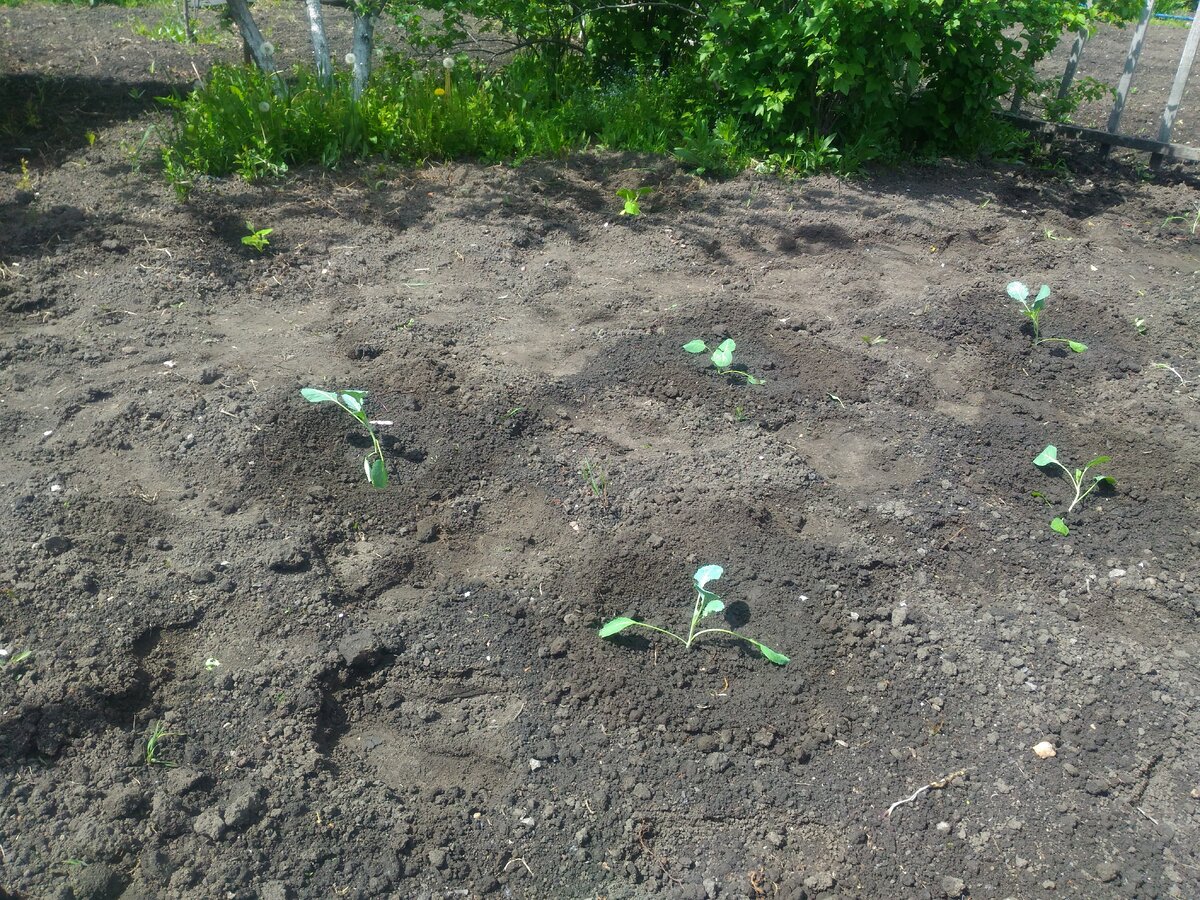 Когда высаживать астры в грунт в подмосковье. Когда высаживать астры в грунт в подмосковье. Посадка астры в грунт. Когда высаживать астры в грунт в подмосковье. Рассада астры.