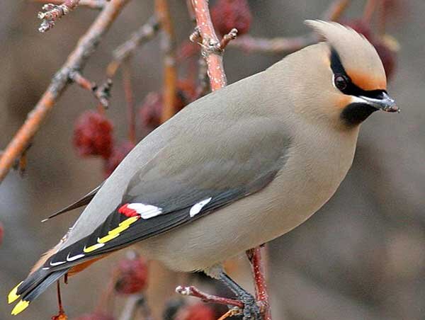 Источник фото: aminoapps.com