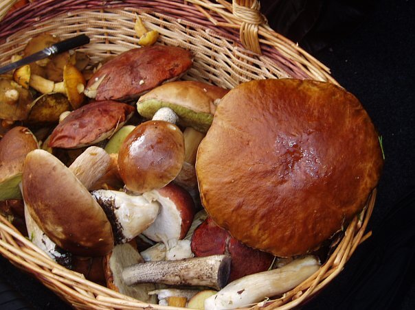 Отличные грибы нового урожая!