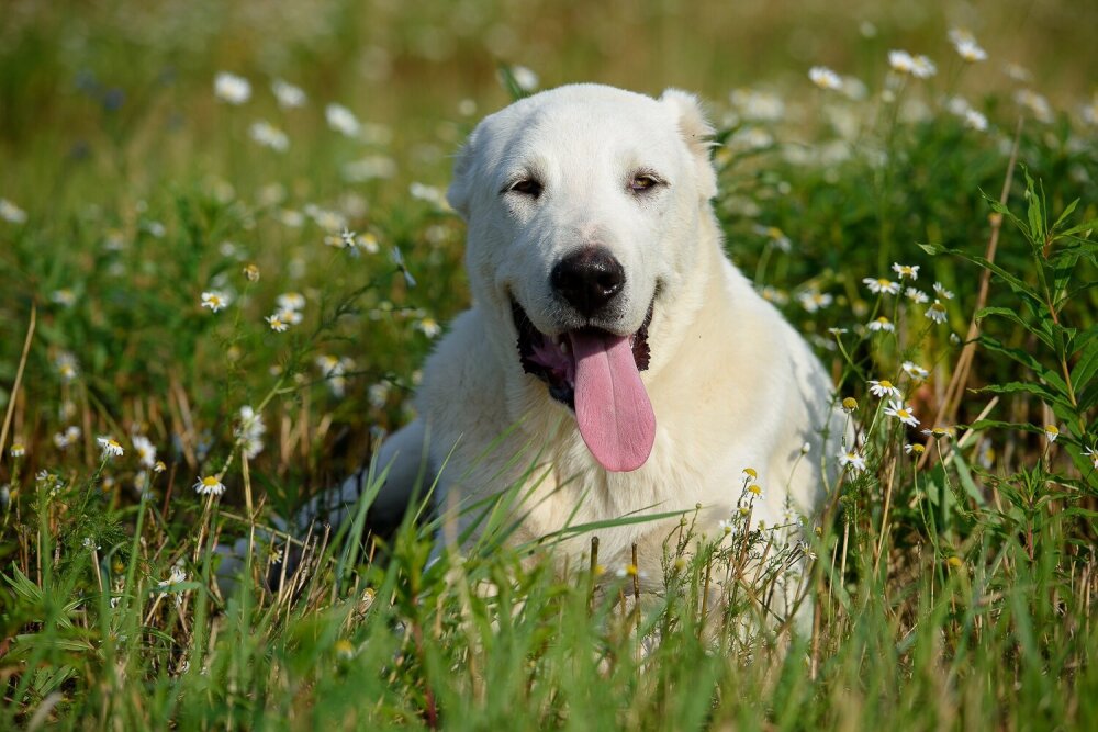 Фото из свободного доступа "яндекс-картинки"