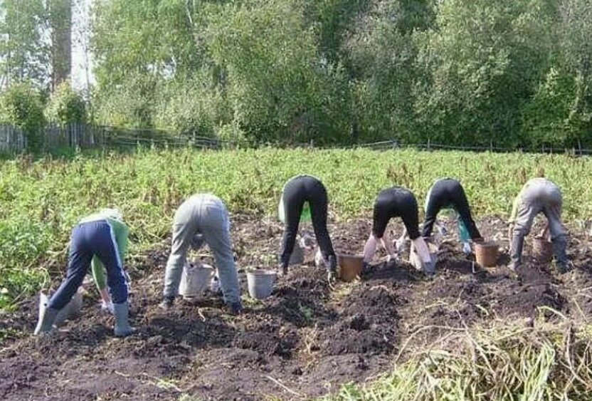 Соседей по даче знаю многих но не в лицо картинка