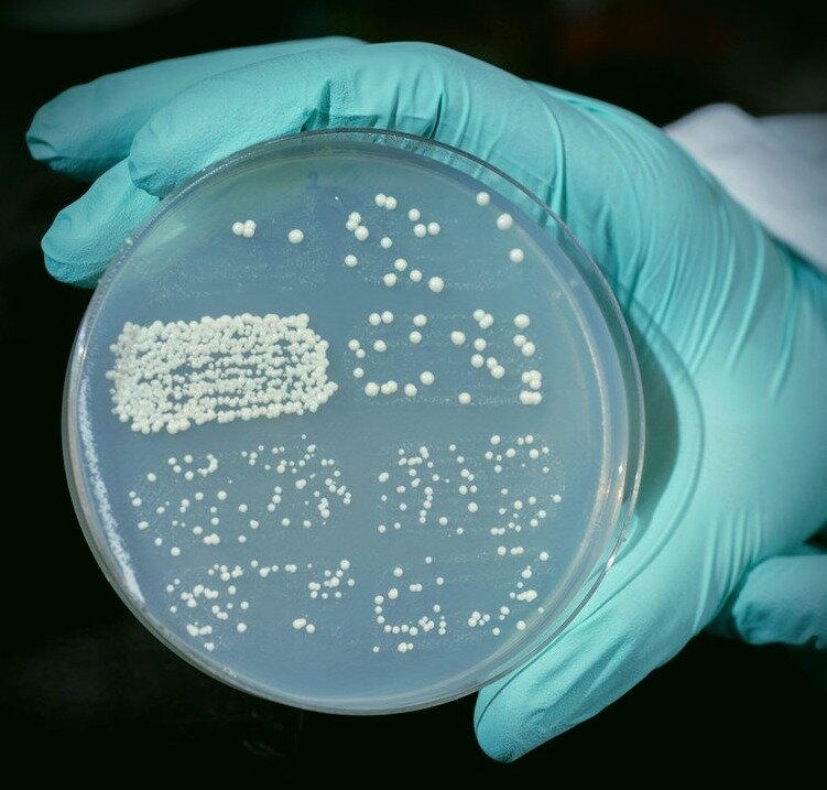 Культивация дрожжей