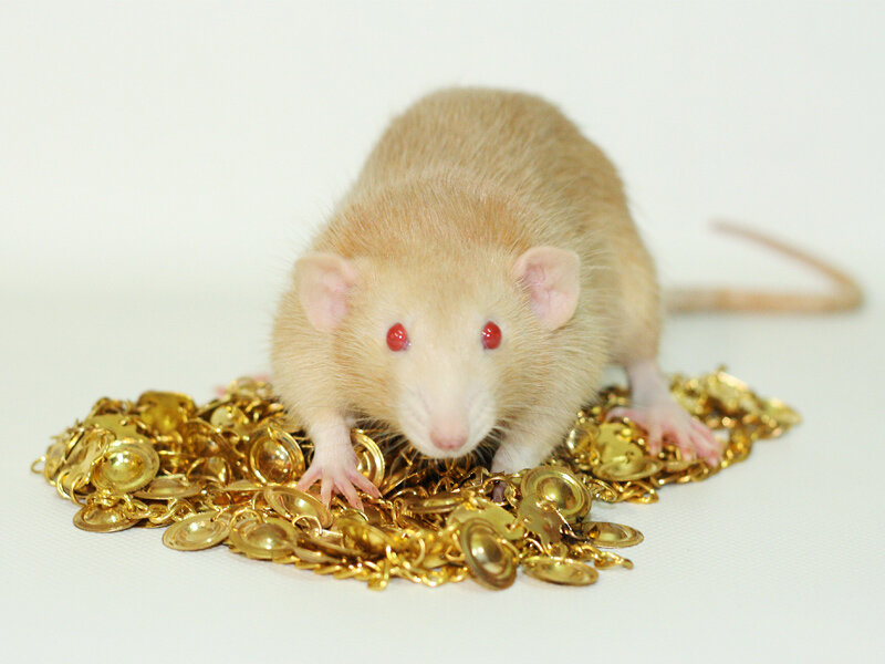 Мышка сваровски фигурка. Мышь в золоте. Денежная крыса. Золотая мышка. Крыса золото.