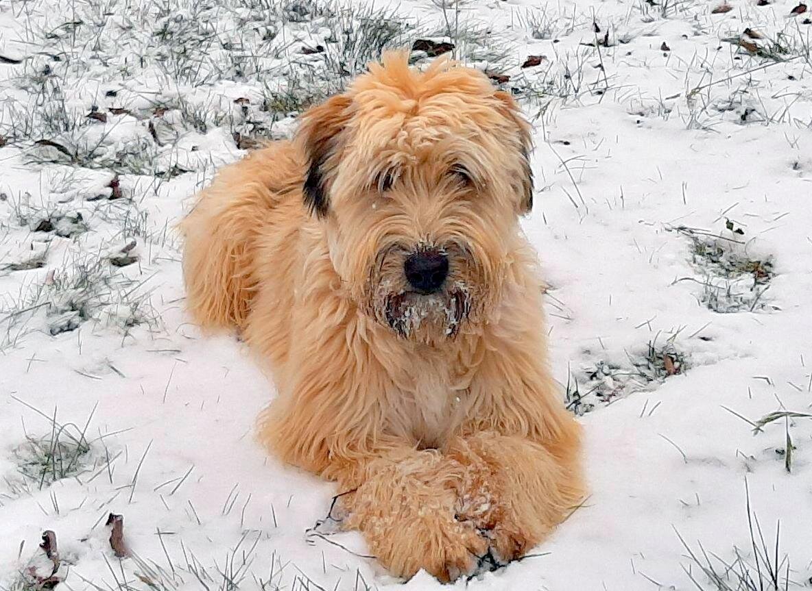Чили: я и так всё умею. Фото автора