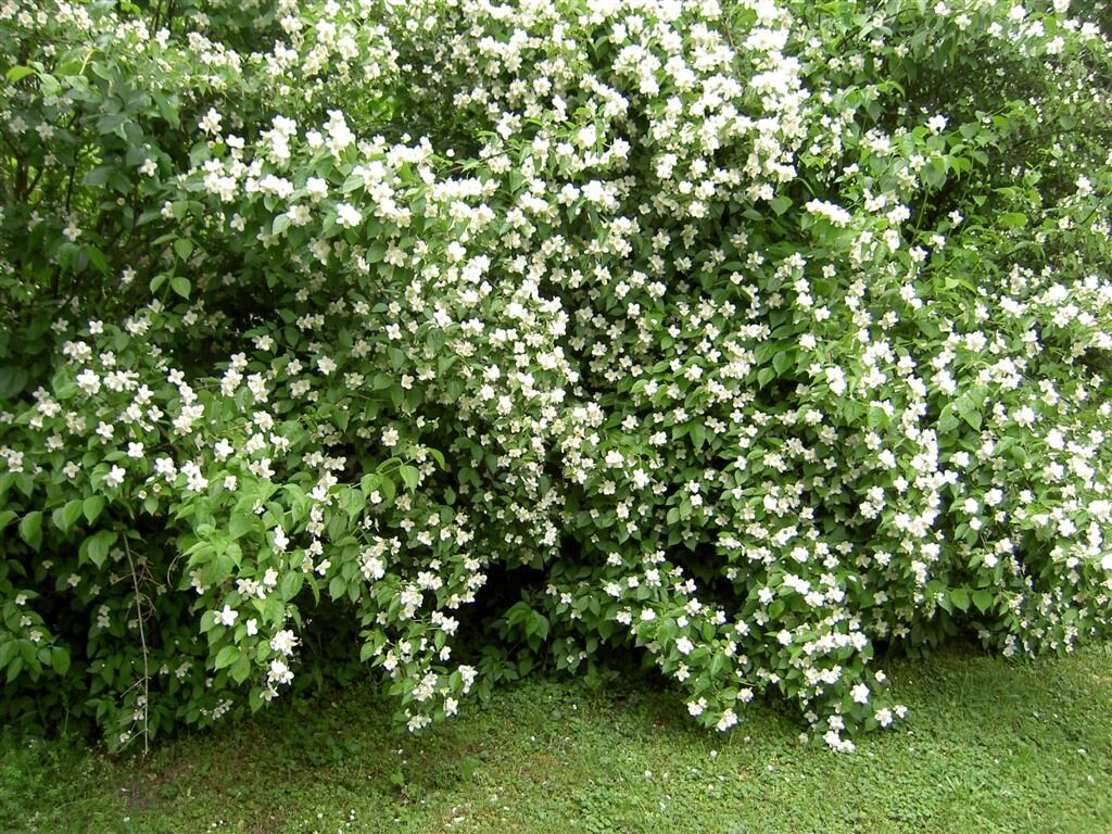 Садовый жасмин фото кустарник