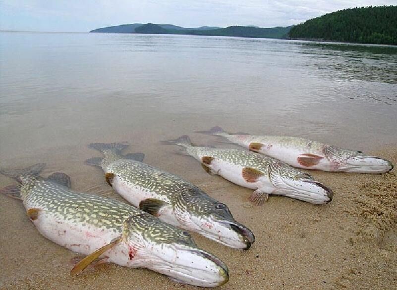 Щука (Northern Pike, Esox Lucius) – это одна из самых известных разновидностей хищных пресноводных рыб. Фото взято из интернета.
