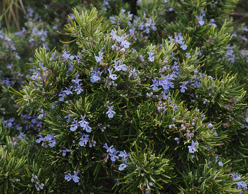 Мощные растения. Розмарин лекарственный куст. Розмарин officinalis. Rosmarinus officinalis. Розмарин Блю Винтер.