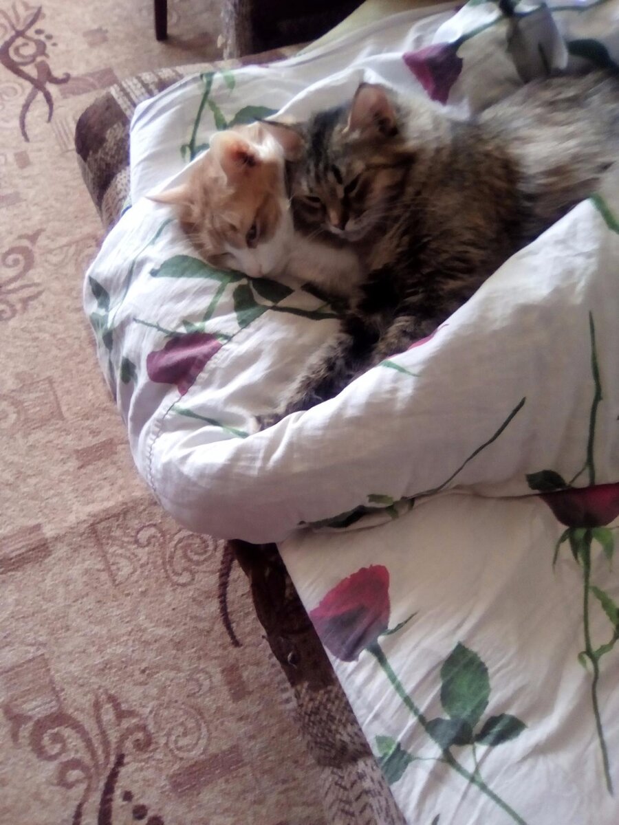 Пара года