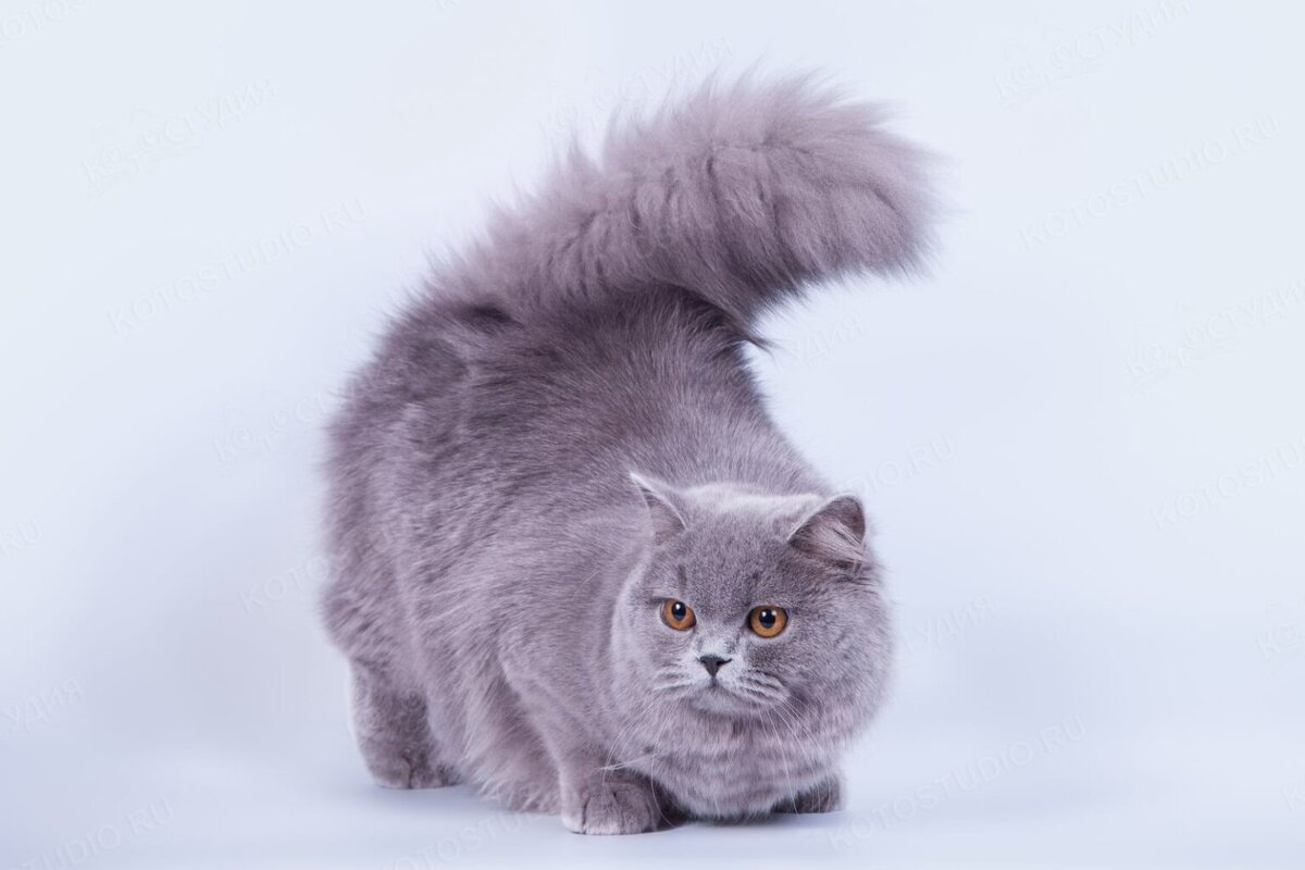 Обзор пород: Британская длинношёрстная кошка | 40Cats.ru | Дзен