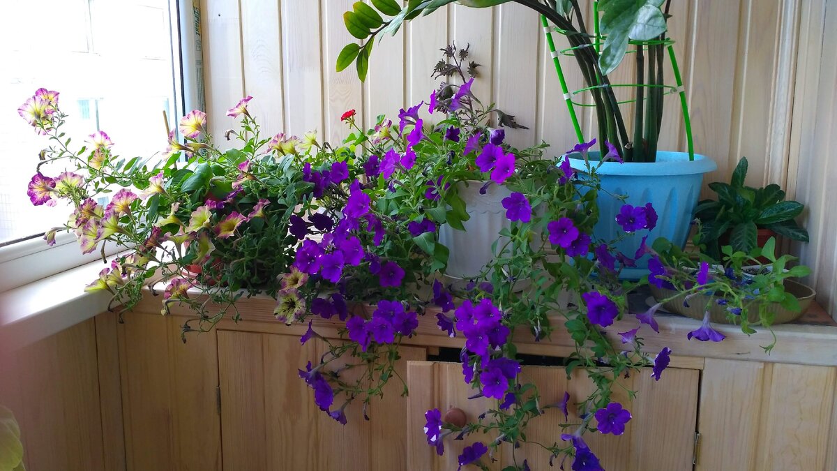 Смотрите, сколько цветов! А это всего два кустика.