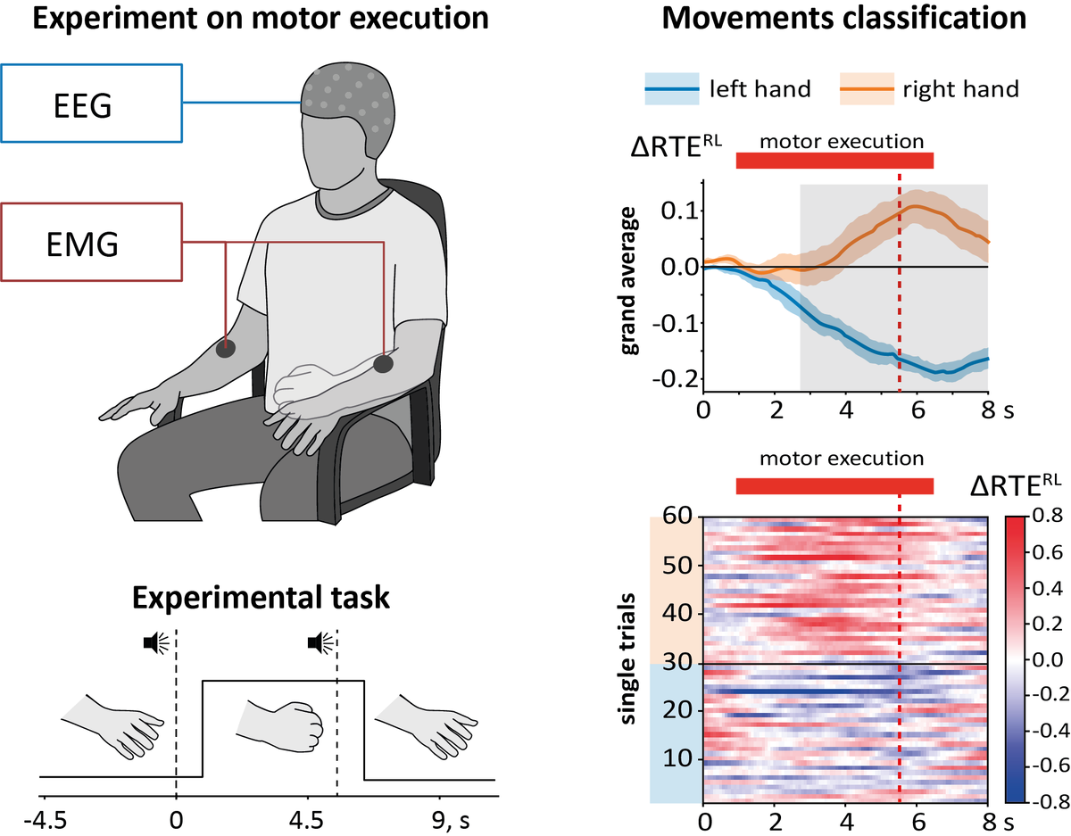 Российские ученые обнаружили, что, когда человек движется, сигналы нейронов головного мозга становятся менее хаотичными. Выявленные особенности ЭЭГ-сигналов позволяют не только распознавать, когда человек начинает двигаться, но и различать движения левой и правой рукой в реальном времени. Полученные результаты улучшат расшифровку сигналов мозговой активности и могут быть использованы для создания протезов и транспорта для людей с нарушениями двигательной активности. Статья опубликована в журнале Chaos: An Interdisciplinary Journal of Nonlinear Science. Исследование профинансировано грантом Президентской программы Российского научного фонда по поддержке лабораторий мирового уровня.Графическая схема эксперимента и его результаты. Источник: Елена Пицик.Множество людей страдают от нарушений двигательной активности. Причинами могут служить травмы, инсульты, врожденные заболевания. Для таких пациентов актуальна разработка протезов и транспорта, управляемых «силой мысли». Возможно даже создание экзоскелета, который позволит двигаться полностью парализованным людям. Для разработки таких устройств необходимо найти четкое и однозначное соответствие между конкретным движением и вызываемым им изменением электрической активности мозга.Клетки головного мозга способны посылать друг другу электрические импульсы. Как и у любых иных электрических (электромагнитных) волн, у нейронных импульсов есть частота — число колебаний за единицу времени. В зависимости от диапазона частот различают альфа-ритм, бета-ритм, тета-ритм, мю-ритм и прочие. В различных ситуациях может доминировать тот или иной тип. Например, расслабленное состояние связывают с доминированием альфа-ритма, а при сне сильнее всего дельта-волны.Электрическую активность мозга отслеживают методом электроэнцефалографии (ЭЭГ). Импульсы нейронов регистрируются специальными металлическими электродами, которые располагают на поверхности головы. Для ЭЭГ не нужно хирургическое вмешательство, и благодаря этому методика достаточно безопасна и недорога. Однако аппарат ЭЭГ одновременно улавливает импульсы от групп нейронов, расположенных вблизи датчика. Эти импульсы имеют разные частоты и в совокупности создают «шум», затрудняющий расшифровку результатов.Как и альфа-ритм, мю-ритм можно наблюдать, пока человек не двигается. Когда он совершает движения, часть нейронов, участвующих в образовании мю-ритма, блокируется. Авторы исследования предположили, что при этом снижается уровень хаотичности сигналов от клеток моторной коры головного мозга человека. Тогда импульсы нейронов станут более упорядоченными, что должно отразиться на результате ЭЭГ. Для проверки этой гипотезы ученые провели испытания на здоровых добровольцах, сотрудниках и студентах университета. Все испытуемые — правши, в эксперименте они поочередно сжимали правую и левую руку. С помощью ЭЭГ измерили активность ответственной за движение моторной коры головного мозга участников. Оказалось, что хаотичность сигналов действительно заметно снижалась. Обнаруженные авторами закономерности помогут улучшить расшифровку ЭЭГ и провести достоверную классификацию сигналов, связанных с движениями.«Наша лаборатория занимается фундаментальными исследованиями в области понимания процессов, протекающих в головном мозге человека во время мыслительной и двигательной активности. В данном исследовании мы надеялись найти новые свойства сенсомоторной зоны коры головного мозга, которые могли бы помочь в классификации сигналов нейронов по движениям, которые их вызывают. В результате были выделены новые особенности ЭЭГ-сигналов, позволяющие не только распознавать начало движения, но и различать движения левой и правой рукой в реальном времени. На основе предложенного метода планируется разработка эффективного классификатора двигательной активности человека с использованием сигналов ЭЭГ», — рассказывает Елена Пицик, младший научный сотрудник Лаборатории нейронауки и когнитивных технологий Университета Иннополис (г. Казань).В ходе исследования использовался прогрессивный математический аппарат, основанный на рекуррентном анализе временных рядов, широко используемом в исследованиях климата, поэтому в работе принимали участие специалисты в этой области — профессор Юрген Курц и аспирант Хауке Крамер — ученые из Института геонаук (Потсдам), Университета Гумбольдта (Берлин) и Потсдамского института изучения климатических изменений.Текст: Университет Иннополис