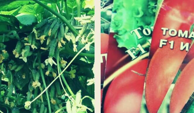 Гибридные  сорта огурцов и томатов  F1