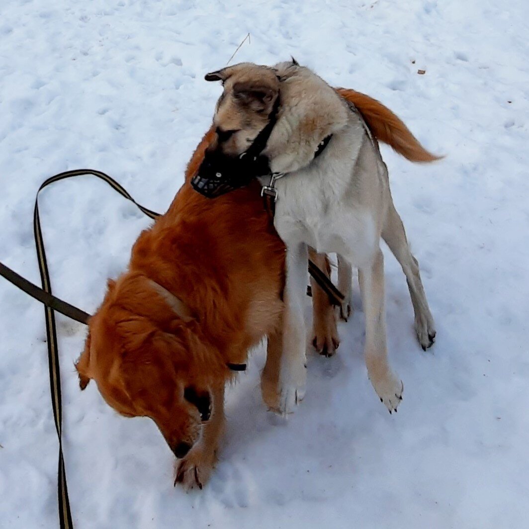 Джум и Лаки. Фото автора