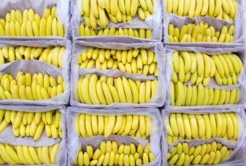 9. Бананы чересчур совершенны

Генетическое разнообразие является ключом к долговечности вида. К сожалению, это то, чего у бананов больше нет. В то время как существует более 300 различных типов бананов, есть один вид, на долю которого приходится подавляющее большинство спроса в Европе, Канаде и Соединенных Штатах: Кавендиш (Cavendish). Эти бананы вкусные, удобные, и они растут во всём мире, от Гавайских островов до Таиланда и Центральной Америки.
