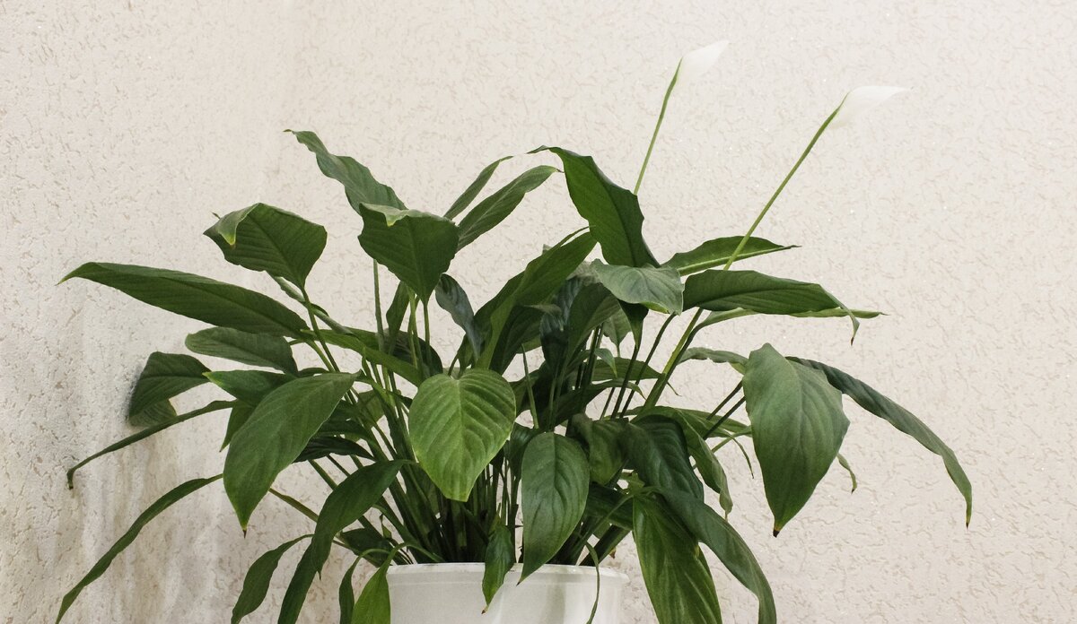 Реальность оказалась скромнее...