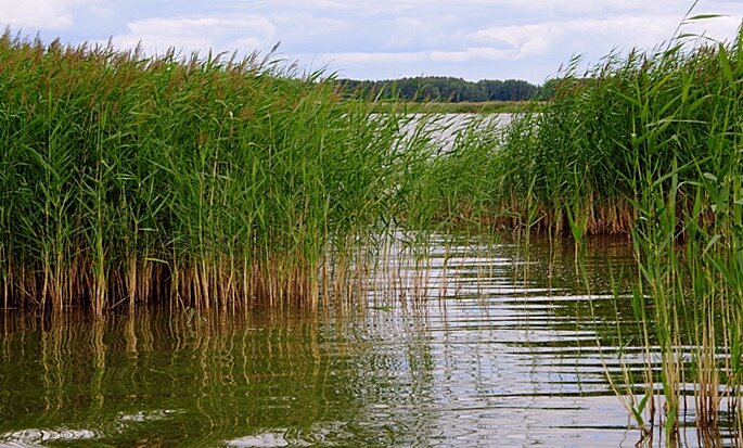 Шумел тростник