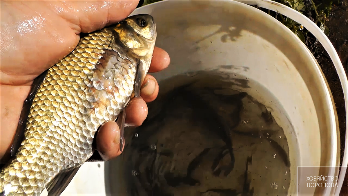 Карась с повреждением чешуи