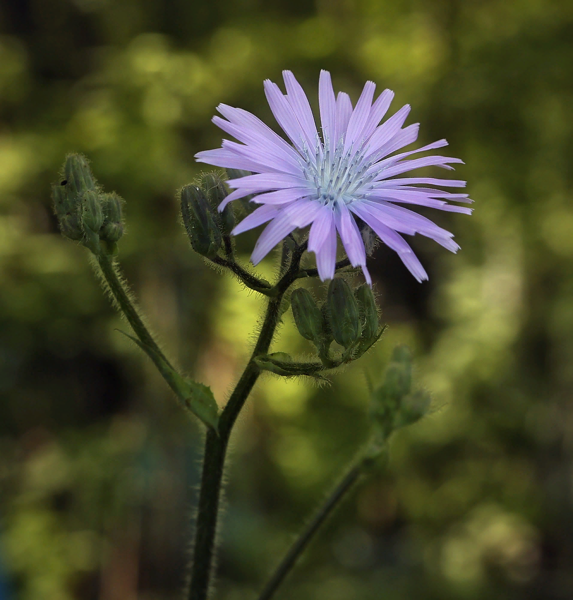 Asteraceae. Цицербита Уральская. Растение Цицербита Уральская. Цицербита Тянь-Шаньская. Цицербита Альпийская.